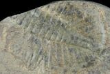 Partial Ogyginus Cordensis - Classic British Trilobite #103145-1